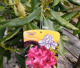 Rhododendron Nova Zembla C2